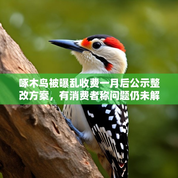 啄木鸟被曝乱收费一月后公示整改方案，有消费者称问题仍未解决